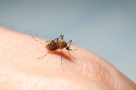 Mosquito da dengue em mao humana