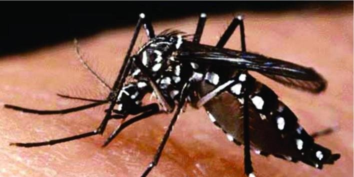 Mosquito Aedes Dengue